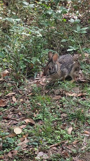 We walked upon a wild rabbit eating while walking on our neighborhood trail. Nature is beautiful #wildlife #wild #Rabbit #naturelover | Ana Annie Ann Official | Facebook