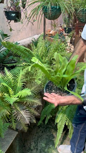 11K views · 21 reactions | Different Types of Fern Plants | Fern Varieties . . . . #foxtailfern #foxtail #fern #garden #reelsinstagram #gardendesign #gardenlove #gardenlife #indianhomegarden #green #greenzenvibes #gardening | Delhi Dudes | Facebook