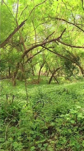 जहां हरियाली है,वहां जीवन है #song #love #romantic #shorts