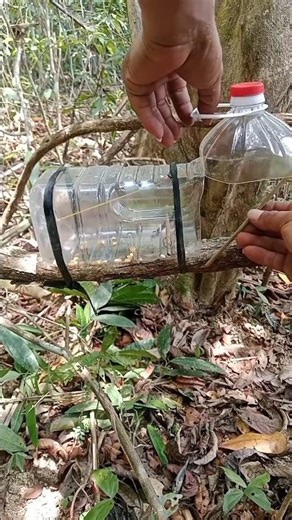 making a bird trap from a used water gallon. #shorts