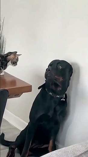 Tiny Chihuahua vs Big Dogs & Cats 😂 | Funniest Dog Moments #shorts