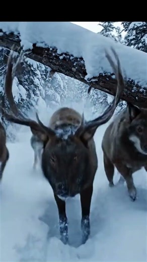Wolf Pack vs. Elk — The Winter Chase
