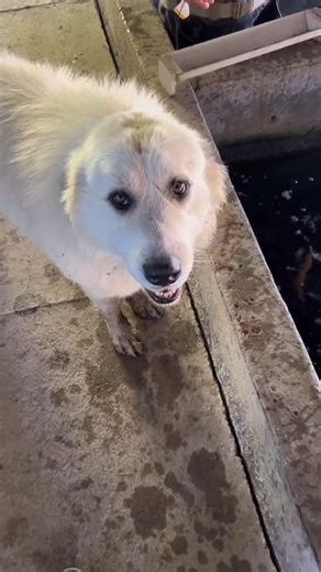 6.4K views · 79 reactions | How to tag a fish! Trained fish hatchery professionals. Educational. #fishtok #fish #fishfarming #pyrenees | Henry Hawkins | Facebook