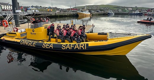 Exciting Dingle Bay Coastline Tours | Dingle Sea Safari