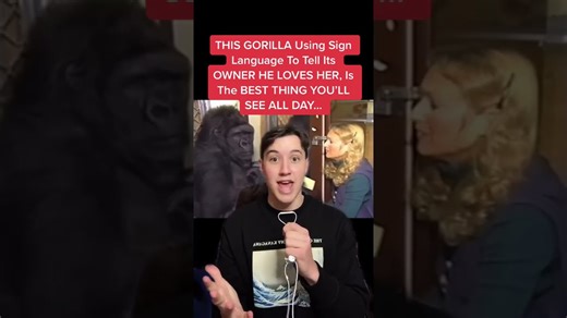 A gorilla once used sign language to show affection to its owner