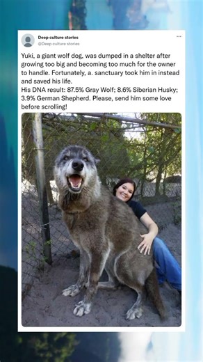 Yuki, a giant wolf dog, was dumped at a shelter for being "too much." A sanctuary saved him.