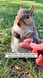 28K views · 655 reactions | A lumberjack found a baby squirrel pop out of a log and then ... | AnimalLove Stories | Facebook