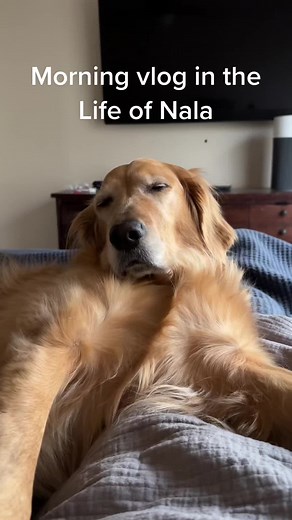 Big Stretch, Big Yawns, Big Stomps: A Morning with Nala