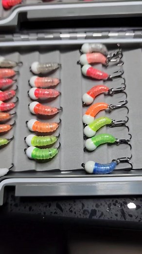 3.8K views · 48 reactions | Filling up the bugs boxes!! | Si Flies | Facebook