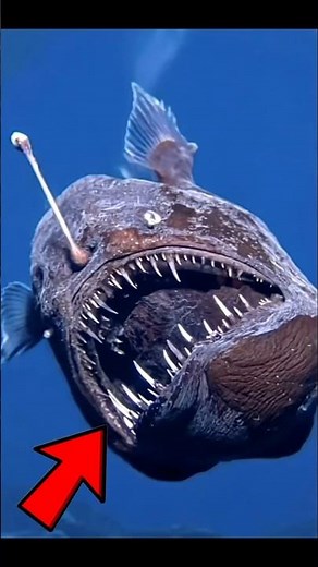 Rare Humpback Anglerfish Caught on Camera – First-Ever Daylight Sighting!