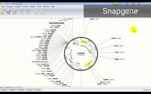 SnapGene教程01