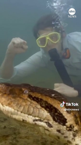 A researcher is seen swimming alongside a 26-foot southern green anaconda in Brazil's Amazon, the discovery of which was just announced by a team of scientists.