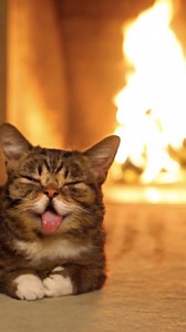 56K views · 6.5K reactions | Celebrate with BUB in your home tonight. Choose from all of BUB's Yule Log videos at the link in her bio. | Lil Bub | Facebook