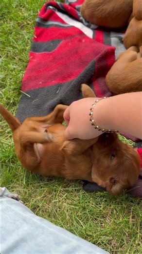 Dobby the Irish Setter puppy loves belly rubs ✨
