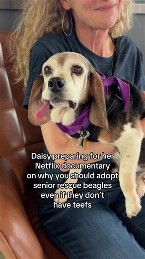 Adopt Daisy: Senior Rescue Beagle with Missing Teefs — Reduced Fee