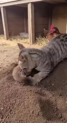 Weasel vs. Tabby Cat: The weasel got a good beating!😱 #funny #cat #anmals #animals