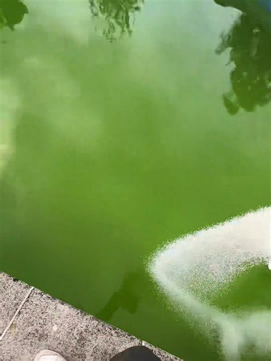 Pool Cleaning Service Before and After | Claremont Pool Transformation