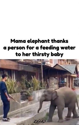 Mama elephant thanks a person for a feeding water to her thirsty baby 🤝