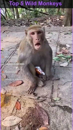 Top 5 Wild Monkeys Who Have Zero Respect for Humans and Prove It Daily 🐒😂 #Shorts
