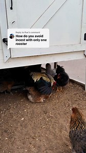 632K views · 7.4K reactions | Linebreeding is the most common breeding practice for chickens in the world. Related birds are carefully selected and mated together to improve desirable traits while carefully culling out undesirable traits. #linebreeding #chickenschmidtfarms #fyp #fresheggs #EggShortage #reel #reels #rainboweggs #FarmFreshEggs #chickens #chicken #egg #linebreeding #incest #targaryen | Chicken Schmidt Farms | Facebook