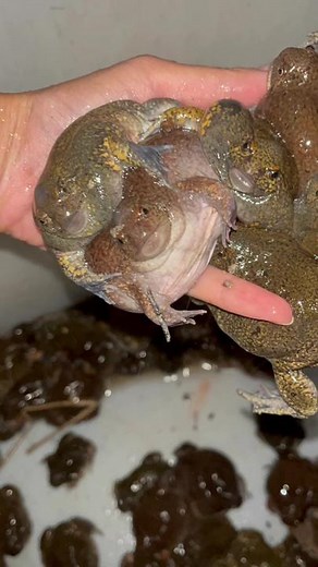 อึ่งแรกของปี จับอึ่งด้วยไฟฉายไอโฟน น้องงงงงงงง🐸