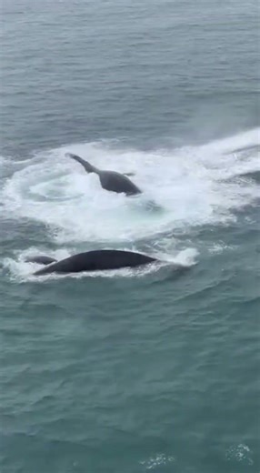 Mysterious Creature Spotted in the Ocean Depths! 🌊😱 #shorts