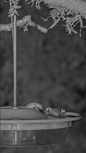 Gecko Tries To Snag A Moth On The Panama Hummingbird Feeder Cam