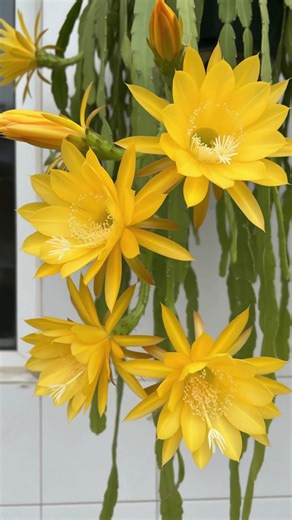 This striking bloom is from a Disocactus species🌵🌼—commonly known as an orchid cactus or epiphyllum hybrid. #fblifestyle #garden #orchids #flowers #gardening | Ammy Lia