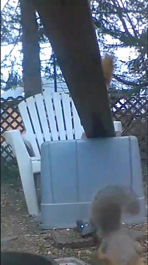 happy squirrels squeak sounds