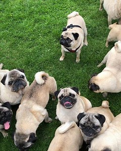1.9K views · 240 reactions | Mummy’s been openwater swimming and now we are chilling in the garden  #happytimes #pug #pugs #japanesechin #frenchbulldog #puppy #pugsofinstagram #instagood #dog #dogs #love #animal #pet #rescuedog #bubblebeccapugs | Bubblebecca Pugs | Facebook