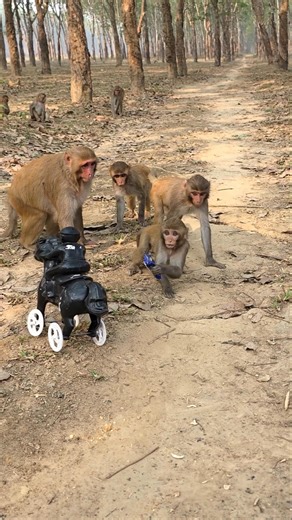 He’s Taking the Toy Away! 🐒🧸