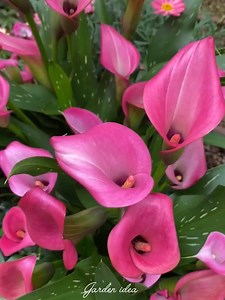22K views · 681 reactions | Zantedeschia aethiopica ❤️❤️❤️ | Garden Idea | Facebook