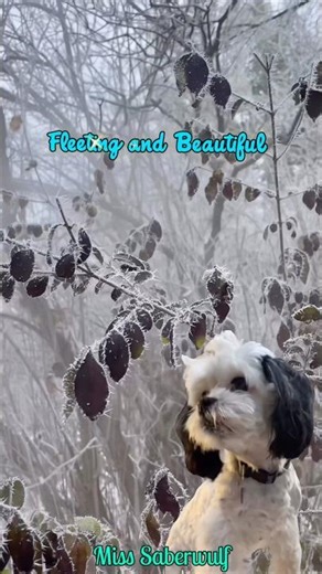 Crystallization: Nature’s Magic. #shihpoo #winter #crystallization