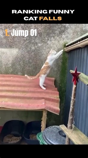 Ranking Funniest Cat Fail Moments #shorts #funny
