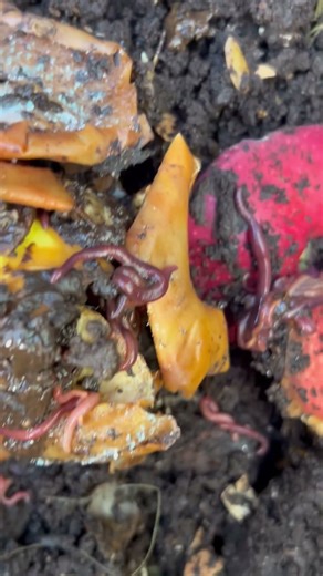 #composting #vermicompost #worms #redwigglers #nature #craigscompost #reuse #reduce #recycle