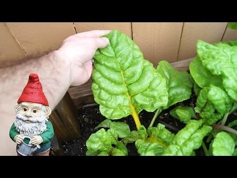 When and How to Harvest Chard (Rainbow and Swiss)