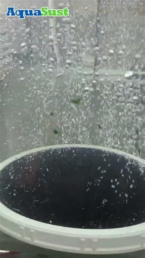 Aquasust Disc Diffuser Aeration Performance Demo #wastewatertreatment #watertreatment