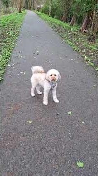 walking with a cockapoo, nuts for squirrels