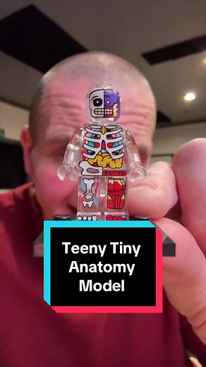 Unique Tiny Anatomical Models: Perfect Gifts for Science Lovers