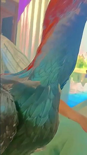 black java aseel #birds #roosterfarm