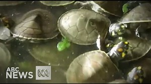 389K views · 1.1K reactions | Thousands of endangered turtles have been released into the Amazon.  Staff from Peru's state environmental protection group released 17,000 hatchlings over the weekend in the hope it would give the area a population boost. | ABC News | Facebook