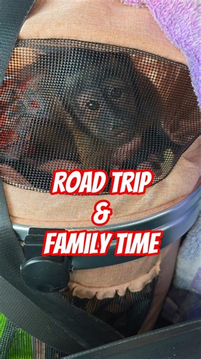 FAMILY TIME AT UNCLE DOM AND AUNTIE LYDIA'S TODAY😍❤️ #fyp #animallover #lulabelle #familytime