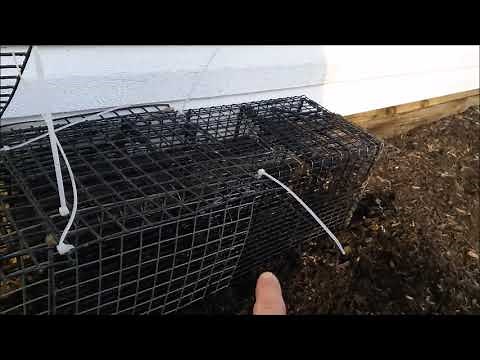 DIY Multi- Catch Cage Trap for Raccoons