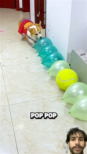 Pop challenge puppy cute #crushingtime #funnyanimals #puppy #duet #satisfying #popping #snowball