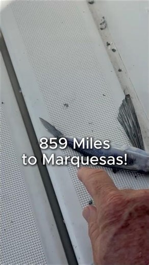 859 Miles to Marquesas! Crazy Daily Countdown ⛵️