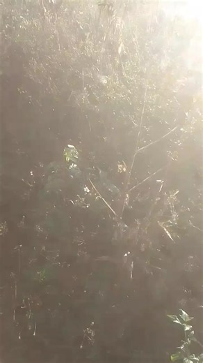 Rodney Steele (@rodneysteele68)’s videos with original sound - Rodney Steele