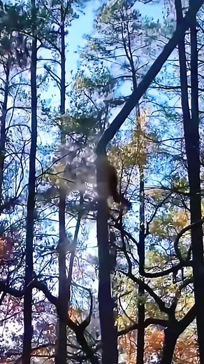 Satisfying ASMR: Felling Giant Dead Trees