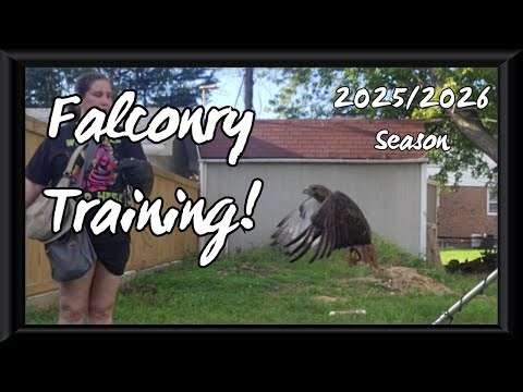 Red-tail Hawk Training Session! #falconry #hawks #birds
