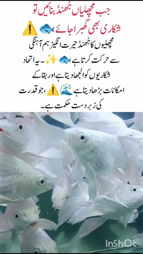 When fish move together, even predators fear them 🐟😱 #SchoolOfFish #OceanLife #MarineWorld #ytshorts