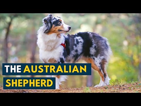 Australian Shepherd 101: Your Guide to The Energetic And Loyal Aussie!